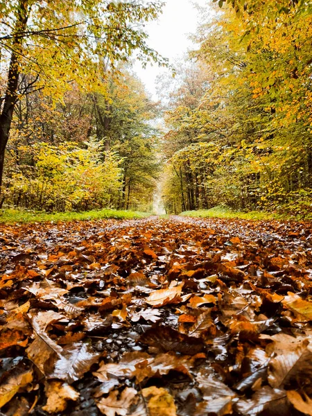 Autumn Landscape Road Covered Leaves Forest Copy Space — Zdjęcie stockowe