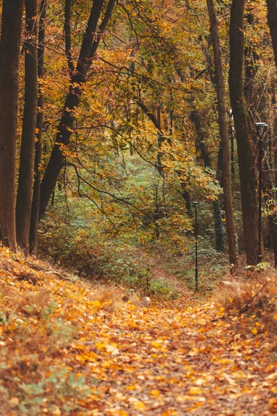 Φθινόπωρο Δάσος Άποψη Αντίγραφο Χώρο — Φωτογραφία Αρχείου
