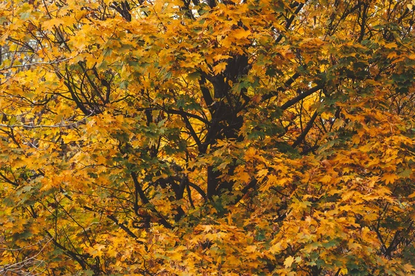 Осінній Сезон Кленові Гілки Дерева Жовтим Листям Копіюють Простір — стокове фото