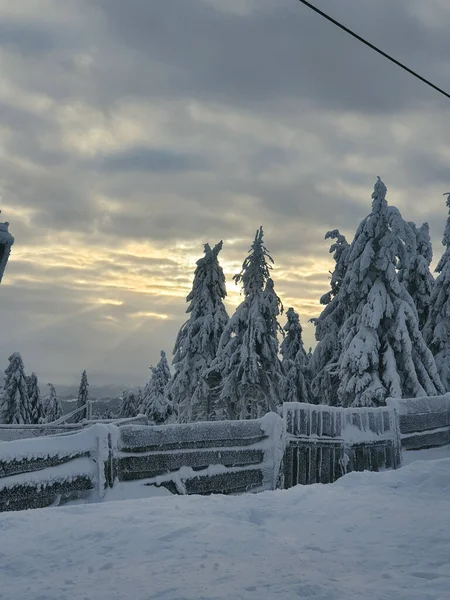 sunset above snowed mountains pine trees covered with snow copy space