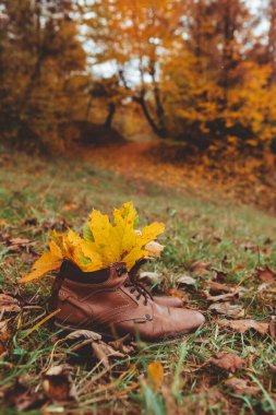 Yerdeki sarı akçaağaç yaprakları Kopya alanı