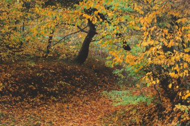 Sonbahar mevsimi akçaağaç dalları ile sarı yapraklar kopyalama alanı