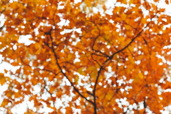 Осінній Сезон Кленові Гілки Дерева Жовтим Листям Копіюють Простір — стокове фото