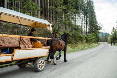 Horse-drawn carriage on a road in the mountains