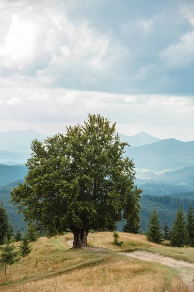 Large Old Beech Tree Lush Green Leaves Carpathian Mountains Summer — стокове фото