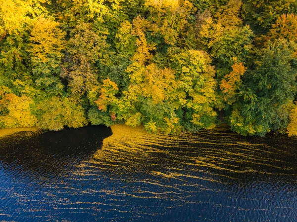 Vista Aérea Rio Cercado Pelo Espaço Cópia Floresta Outono — Fotografia de Stock