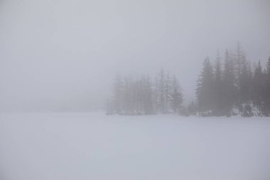 Çam ağaçları sisli fotokopi havasında