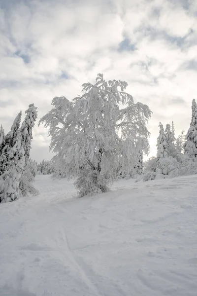 Winter Ukrainian Carpathian Mountains Landscape View Copy Space — Stock Photo, Image