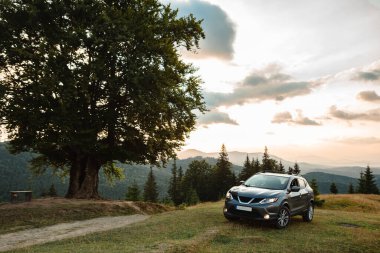 gray car near a big old beech tree in the carpathians mountains at sunset