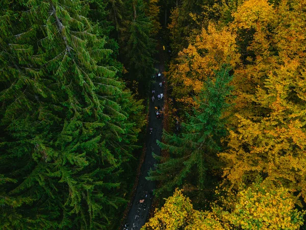 aerial view of walking hiking trail in autumn forest copy space