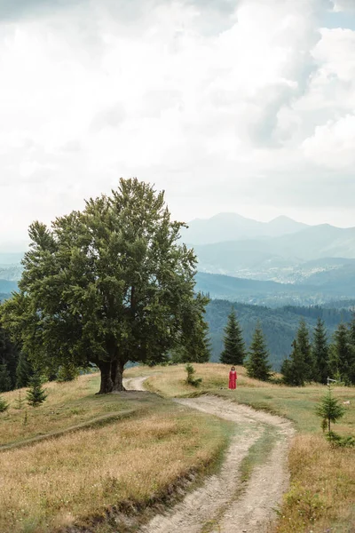 Woman Red Dress Large Old Beech Tree Lush Green Leaves — стокове фото