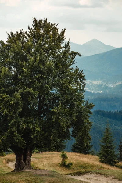 Large Old Beech Tree Lush Green Leaves Carpathian Mountains Summer — стокове фото