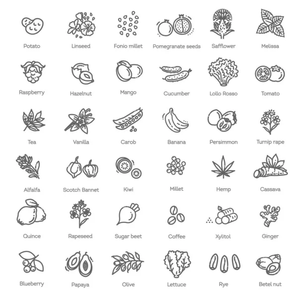 Коллекция векторов. Овощи и фрукты тонкой линии иконки набор. Ингредиенты — стоковый вектор