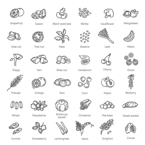 Коллекция векторов. Овощи и фрукты тонкой линии иконки набор. Ингредиенты