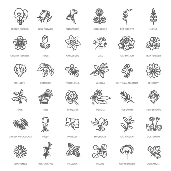 Набір Квіткових Трав Значок Плоскому Дизайні Стиль Тонкої Лінії — стоковий вектор