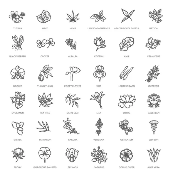 Набір Квіткових Трав Значок Плоскому Дизайні Стиль Тонкої Лінії — стоковий вектор