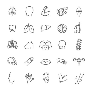 Anatominin vektör çizgisi simgelerinin kümesi