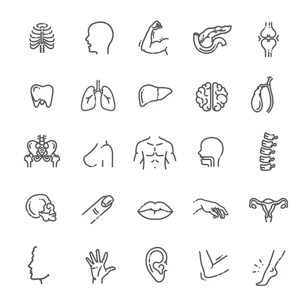 Conjunto Iconos Línea Vectorial Anatomía — Vector de stock