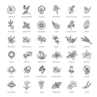 Set of flowers and herbs icon in flat design. Vector collection clipart