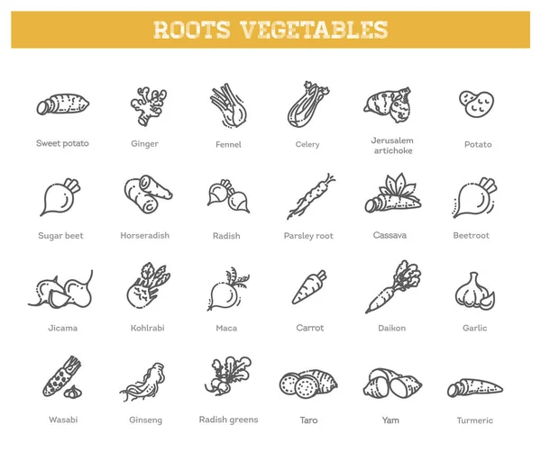 Conjunto de ícones de linha fina de vegetais raiz básica — Vetor de Stock