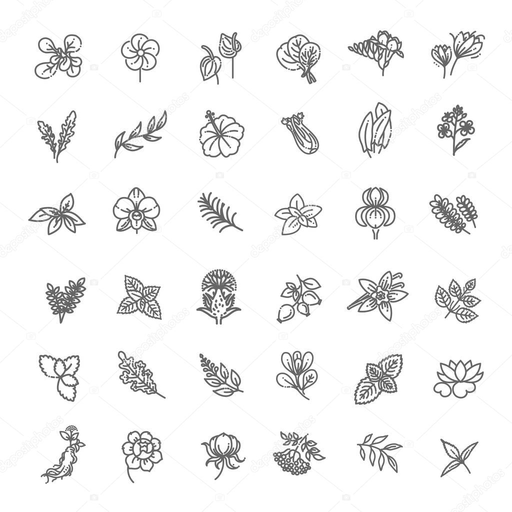 Set of flowers and herbs icon in flat design