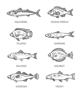 Bir grup vektör çizgili balık simgesi. Vektör koleksiyonu