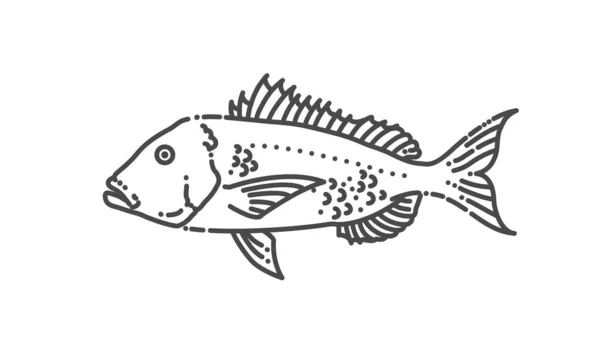 Common Dentex. Vector illustration. Marine fish — Vetor de Stock