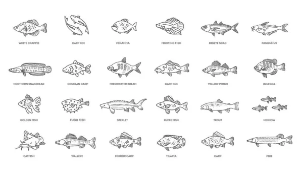 Freshwater fish set. Types of Fish — Vetor de Stock