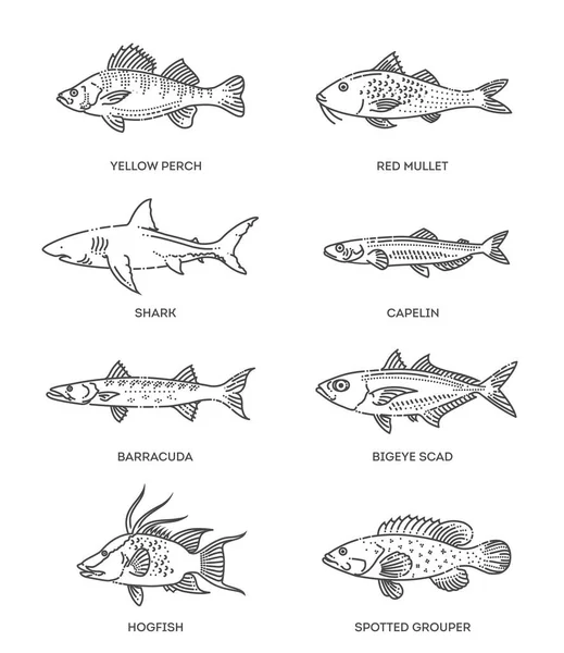 Conjunto de iconos de peces de contorno vectorial. Colección plana vectorial — Archivo Imágenes Vectoriales