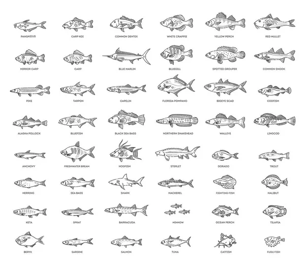 Ilustración Vectorial Diferentes Tipos Peces Colección Bocetos Pescado — Vector de stock