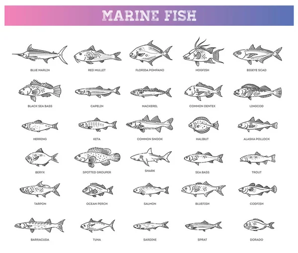 Farklı Balık Türlerinin Vektör Çizimi Bir Sürü Okyanus Balığının Resmi — Stok Vektör