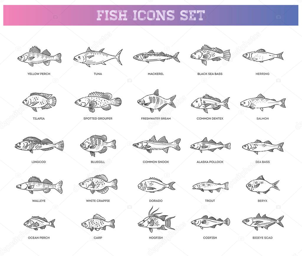 Vector illustration of different types of fish. Fish sketch collection