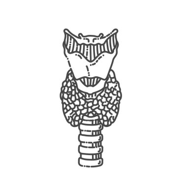 Tiroid ve trakea anatomisi. Endokrinoloji