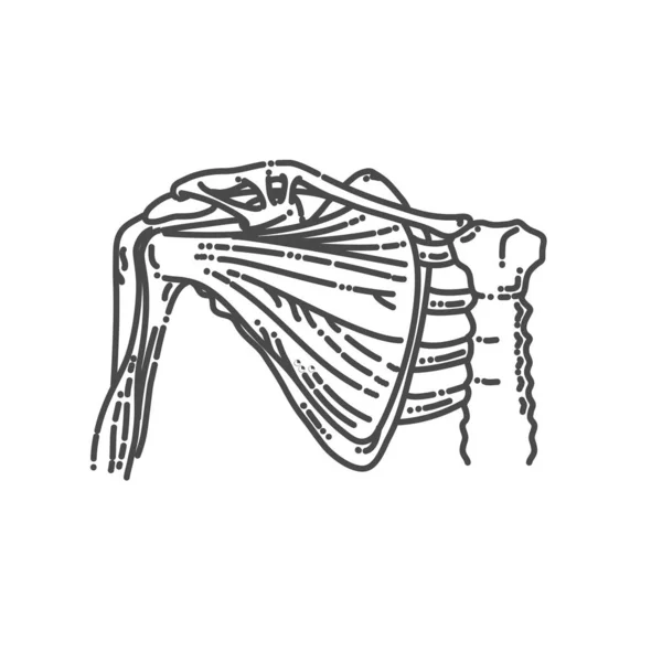 Illustrazione vettoriale di anatomia della spalla. scheletro e struttura muscolare — Vettoriale Stock