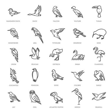 Farklı kuşlardan oluşan bir set. Vektör satırı simgeleri