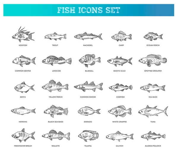 Conjunto vectorial de peces. Tipos de peces marinos, oceánicos y de agua dulce — Vector de stock