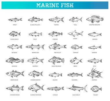 Tuzlu su balığı seti. Deniz ve okyanus balığı türleri.