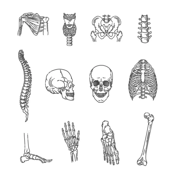Struktura ludzkiego szkieletu. Czaszka, kręgosłup, klatka piersiowa, miednica, stawy — Wektor stockowy