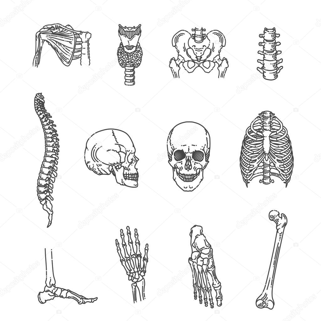 Human skeleton structure. Skull, spine, rib cage, pelvis, joints