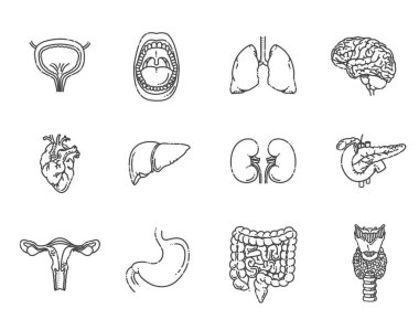 İç organlar. Vektör tıbbi simgeleri ayarlandı