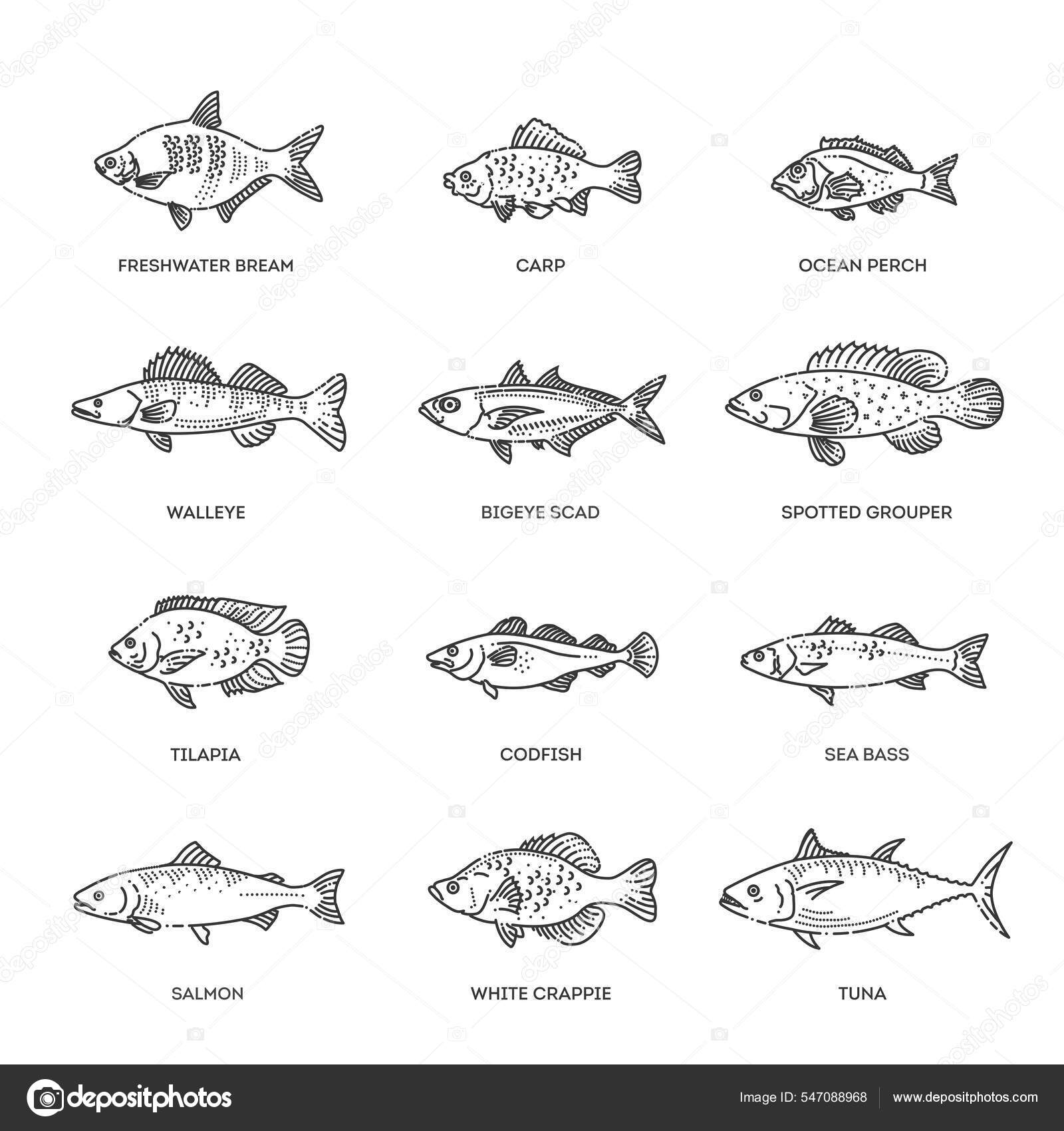 marine-cartoon-vector-setting-infoupdate