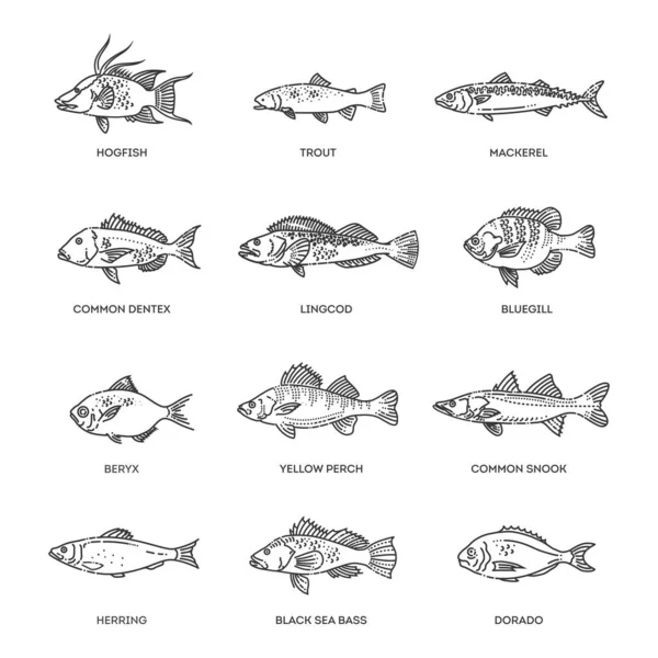 Vektorhalmaz. Tengeri, óceáni és édesvízi halak típusai — Stock Vector