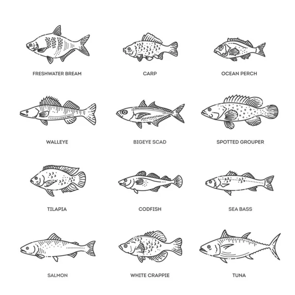 Balıkların vektör seti. Deniz, okyanus balığı ve tatlı su balığı türleri. — Stok Vektör