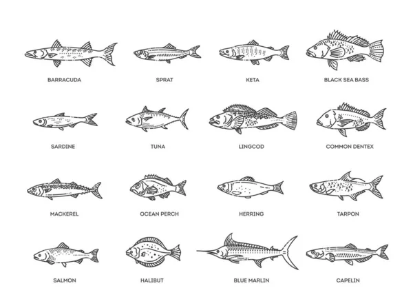 Ilustração Vetorial Diferentes Tipos Peixes Ilustração Muitos Peixes Oceânicos —  Vetores de Stock