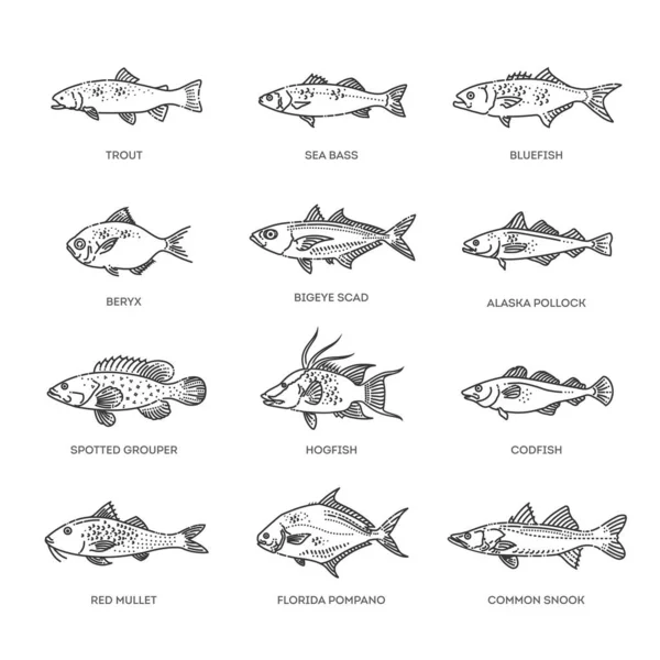 Farklı balık türlerinin vektör çizimi. Bir sürü okyanus balığının resmi.