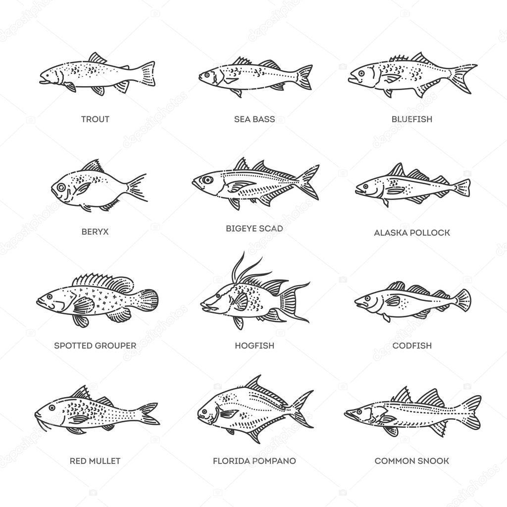 Vector illustration of different types of fish. Illustration of lots of ocean fish