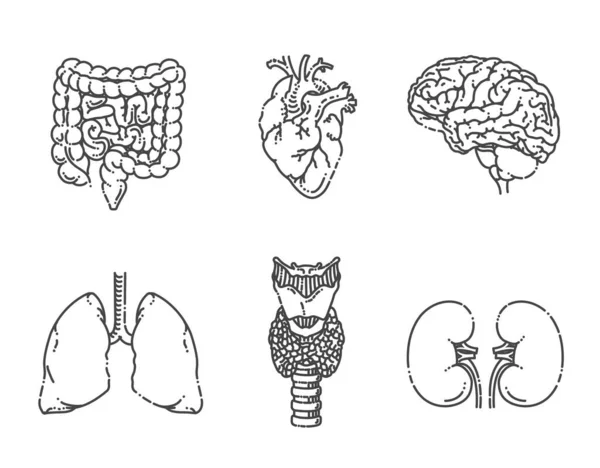 Внутренние органы. Набор векторных медицинских икон — стоковый вектор