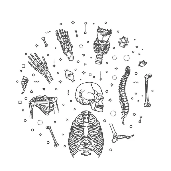 Структура скелета людини. Векторний банер — стоковий вектор