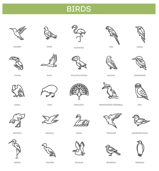 Verschiedene Vögel. Vektorzeilensymbole — Stockvektor