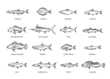 Farklı balık türlerinin vektör çizimi. Bir sürü okyanus balığının resmi.